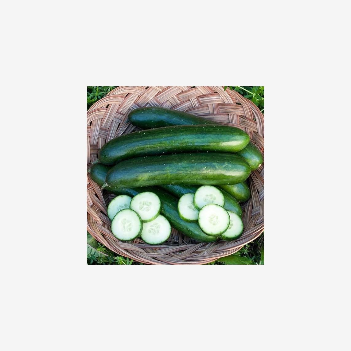 خیار اصفهانی cucumber21