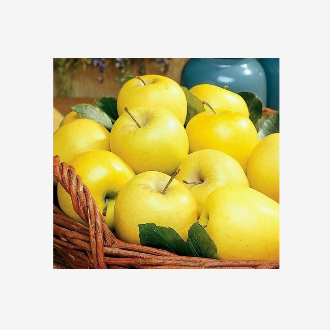 سیب زرد ایرانی