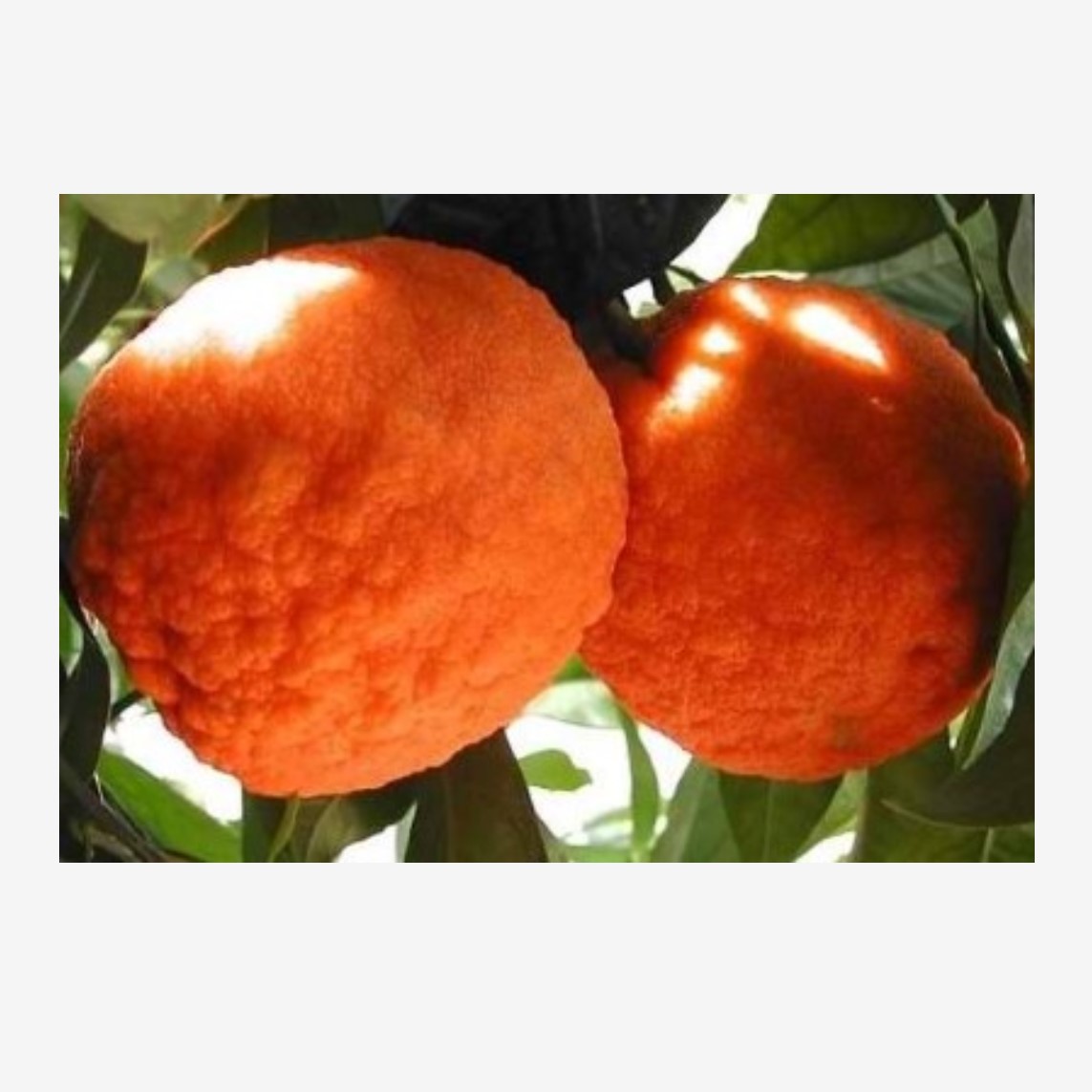 نارنج دزفول وب سایت گل میوه