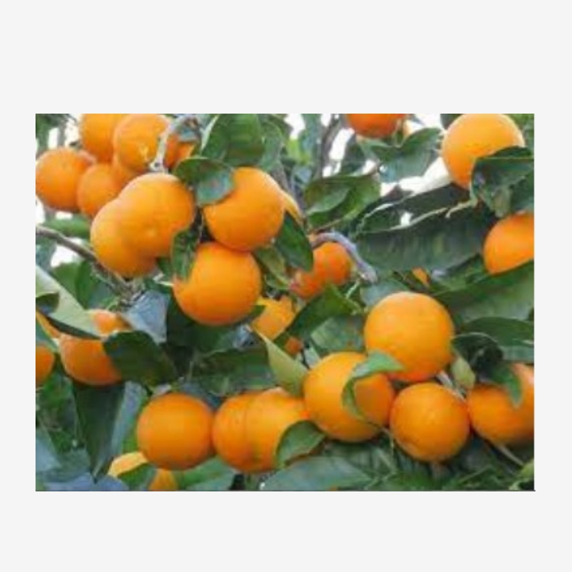 پرتقال دزفول در وب سایت گل میوه