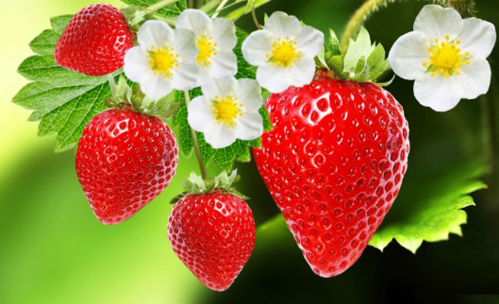 خواص توت فرنگی های ارگانیک فروشگاه اینترنتی گل میوه